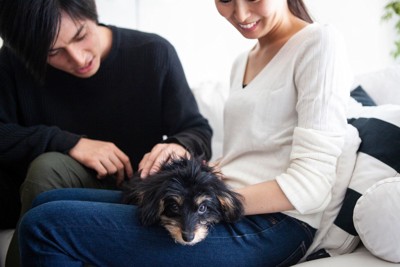 膝の上でくつろいでいる犬