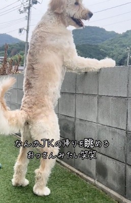 美しすぎるつかまり立ち