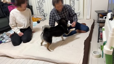 でも一緒に遊びたいようです♪