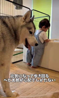 赤ちゃんが心配なスノウくん