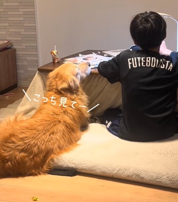 至近距離で見つめる犬