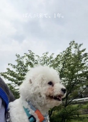 ぽんちゃん、穏やかな笑顔
