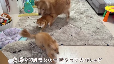 友達犬のぽてちゃん♪