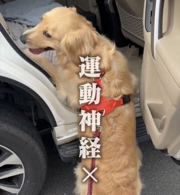 立ち止まる犬