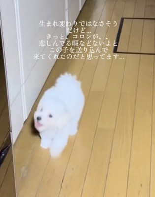 生まれ変わりではなさそう…