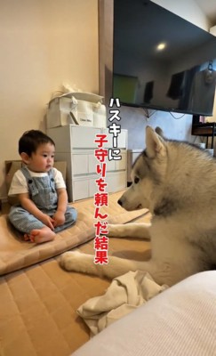 ハスキーのスノウくんと赤ちゃん