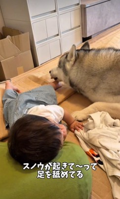 赤ちゃんの足をなめるスノウくん