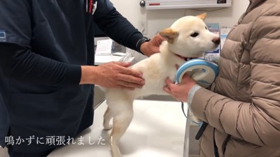 鳴かずに注射に耐えてくれました!