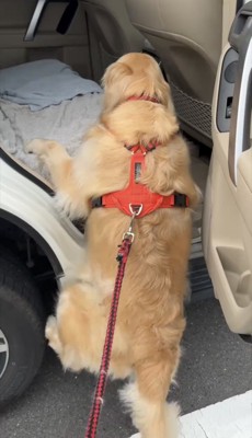 車に乗ろうとする犬