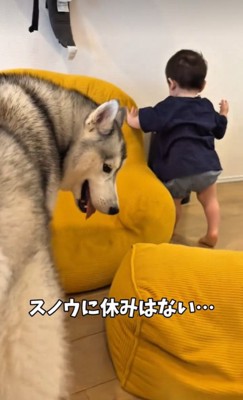 専属シッターのスノウくん