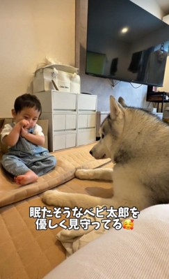 眠そうな赤ちゃんとスノウくん