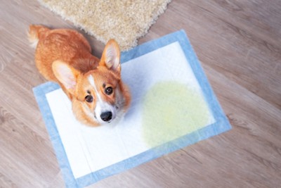 トイレシートでおしっこした犬
