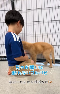 呼ばれた子犬