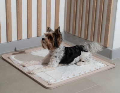 トイレに座る犬