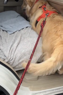 後ろ足をかける犬