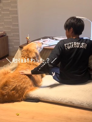 撫でてもらう犬