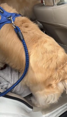 車に飛び乗る犬