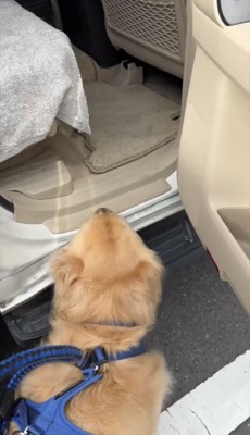 車を見上げる犬