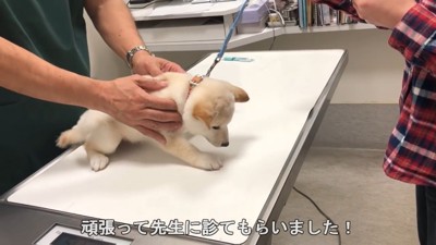 診察中も怯えています