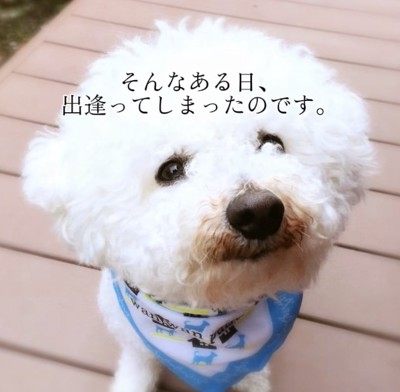 運命的な出会いを果たします