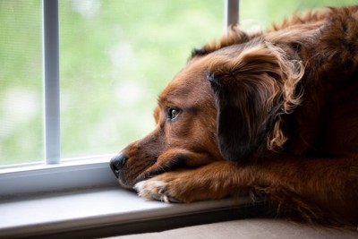 外を見つめる犬