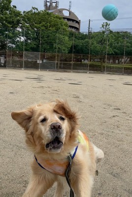 ハッ