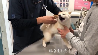 注射を打つとギャン鳴き!