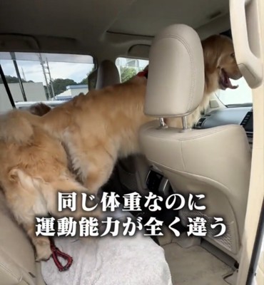 車内にいる2匹の犬