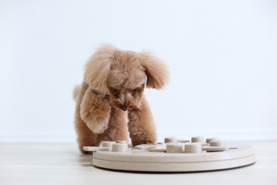 知育トイで遊ぶ犬