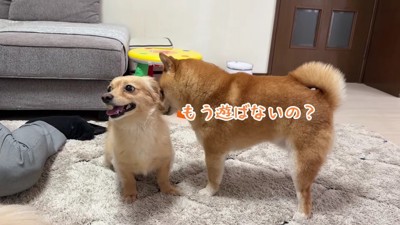 2匹が遊んでいる間も…