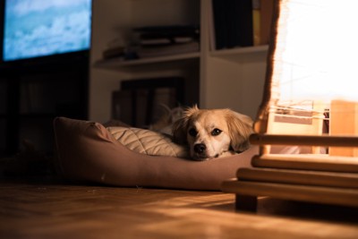 横になる犬