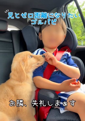車内の男の子と子犬