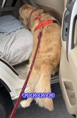 車内に体を入れる犬