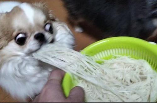 そうめんを豪快に盗み食い！
