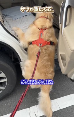 車の前で踏ん張る犬
