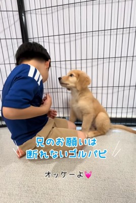 男の子を見つめる子犬