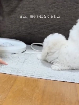 飼い主さん、毎日が体力勝負！