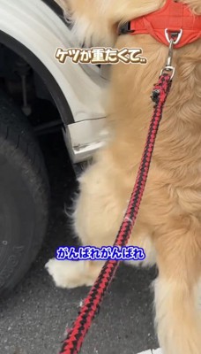 足を動かす犬