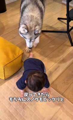 赤ちゃんと一緒に戻ってくるスノウくん