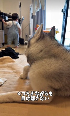 赤ちゃんから目を離さないスノウくん