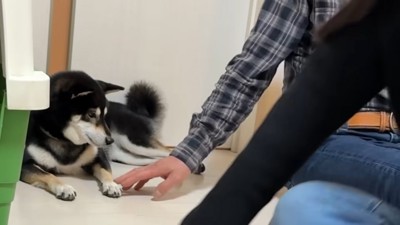 前足をナデナデ