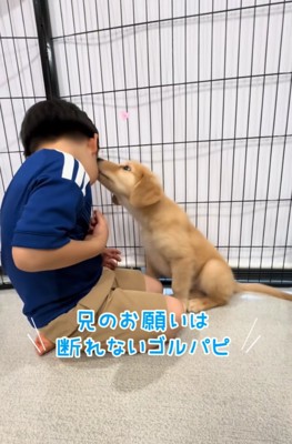 キスする子犬