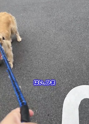 待つ犬