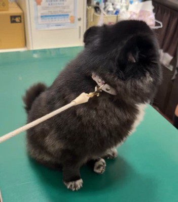 診察台に上がったら…