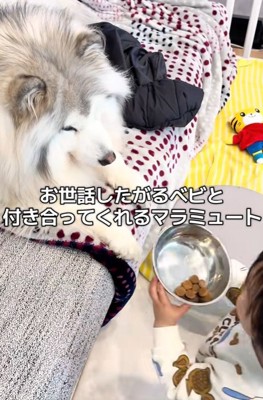 わんこと息子さん
