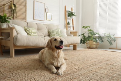 部屋でくつろぐ大型犬