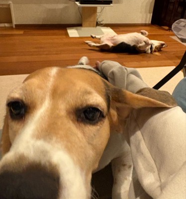 先住犬