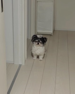 ヨボヨボ