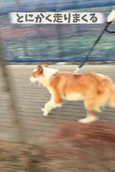 全力で走ることも！