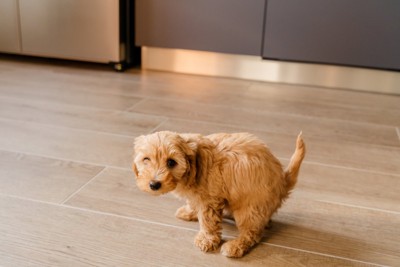 部屋で排泄しようとする犬